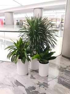 专业的前湾盆景租赁，让空间瞬间变优雅